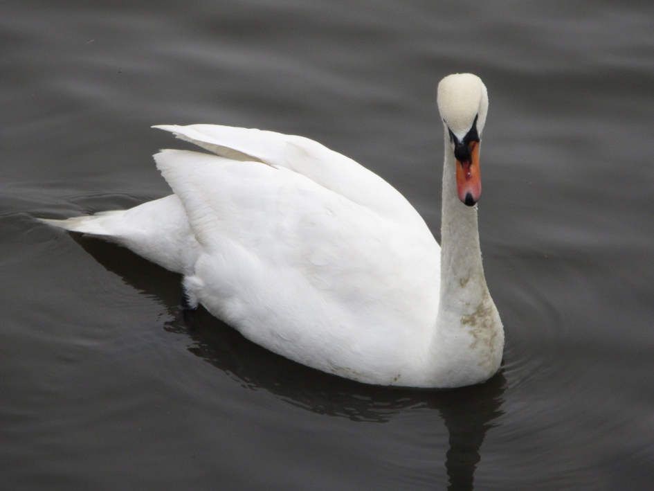 Knobbelzwaan - Vogels - Knobbelzwaan