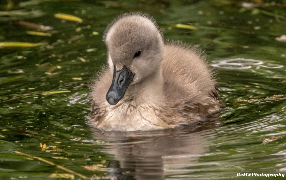 Knobbelzwaan. - Vogels - Knobbelzwaan.