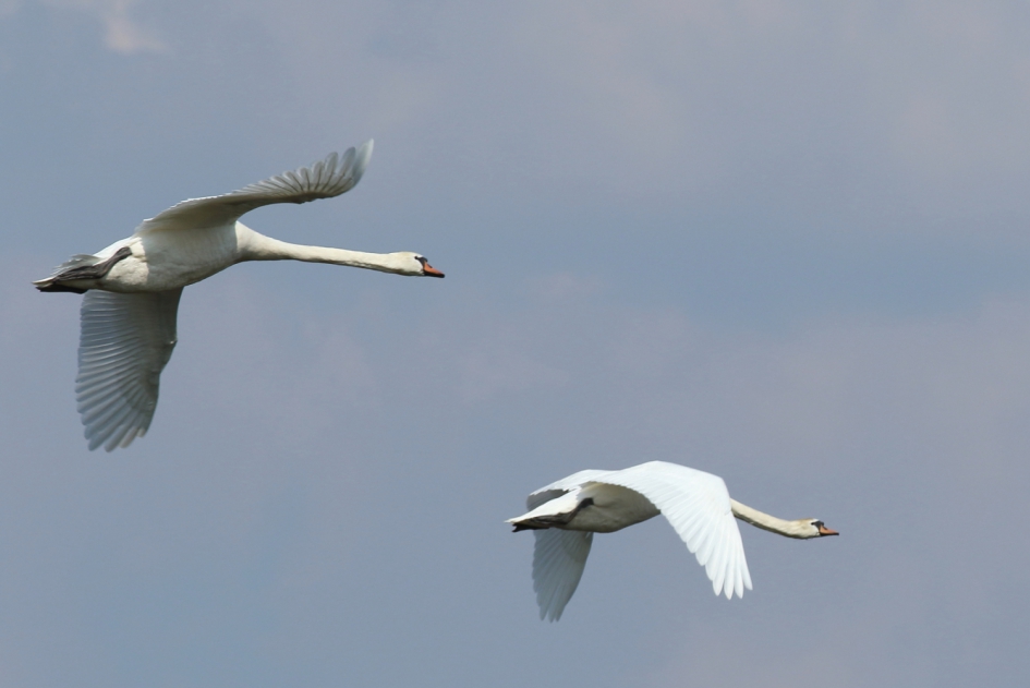knobbelzwanen - Vogels - knobbelzwaan