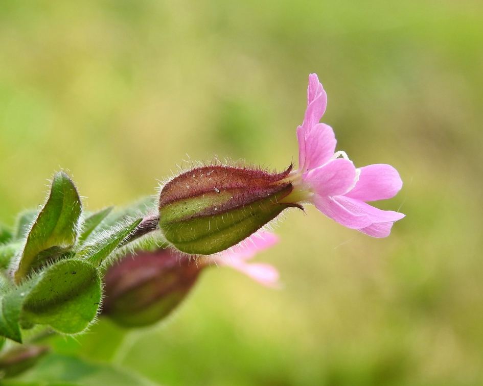 Koekoek - Planten - Dagkoekoeksbloem