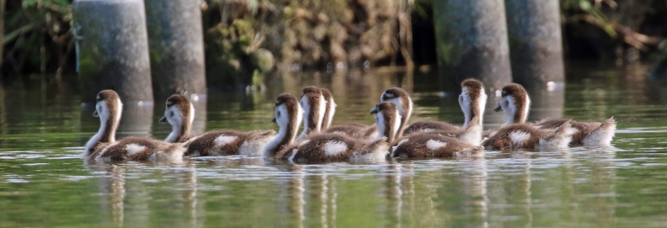 Kom, we gaan naar huis.. - Vogels - 