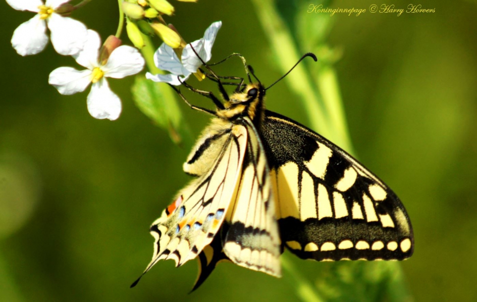Koninginnnepage - Geleedpotigen - Koninginnnepage
