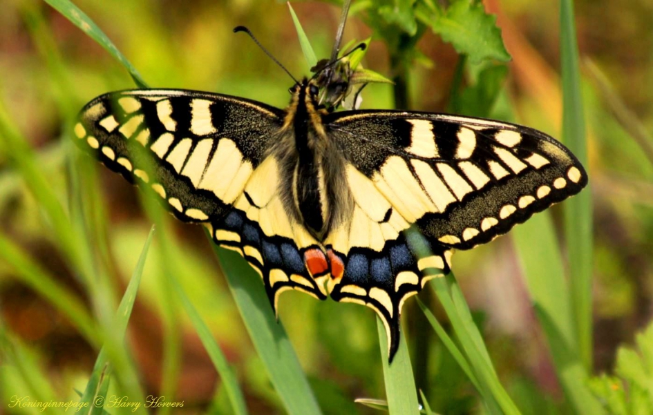 Koninginnnepage - Geleedpotigen - Koninginnnepage