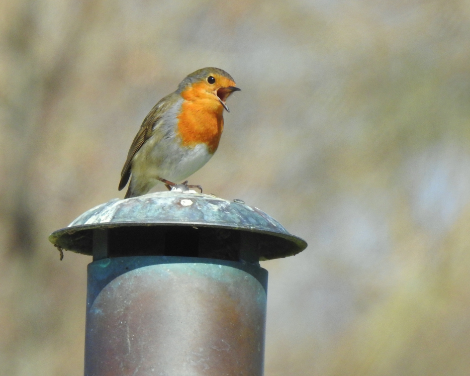 Koningslied - Vogels - Roodborst