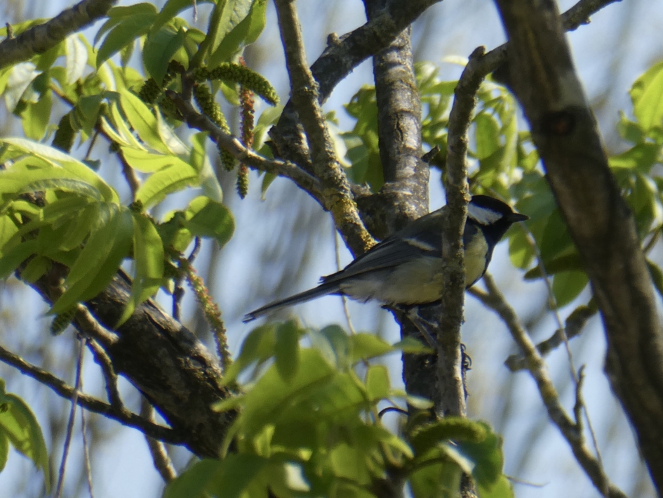 Koolmees tussen het ... - Vogels - 