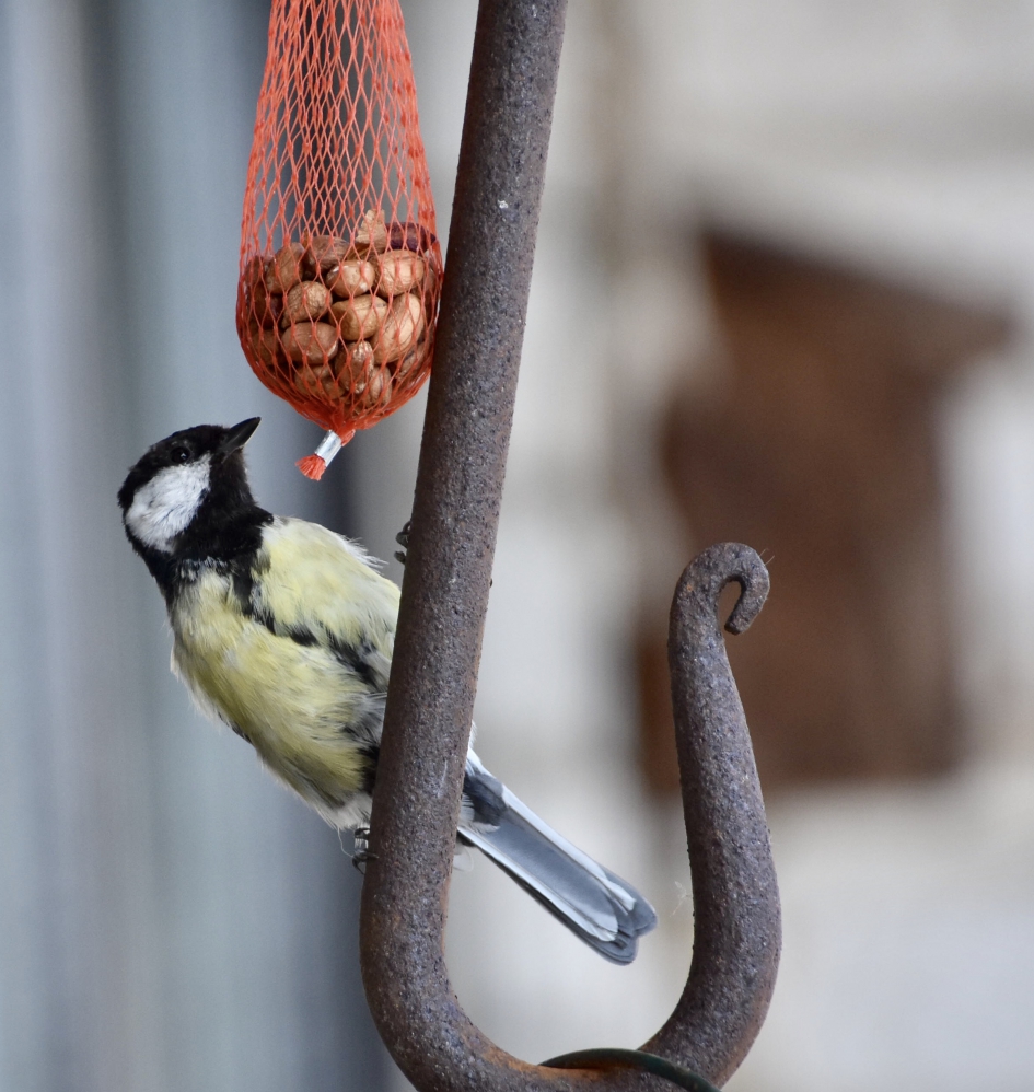 Koolmeesje - Vogels - 