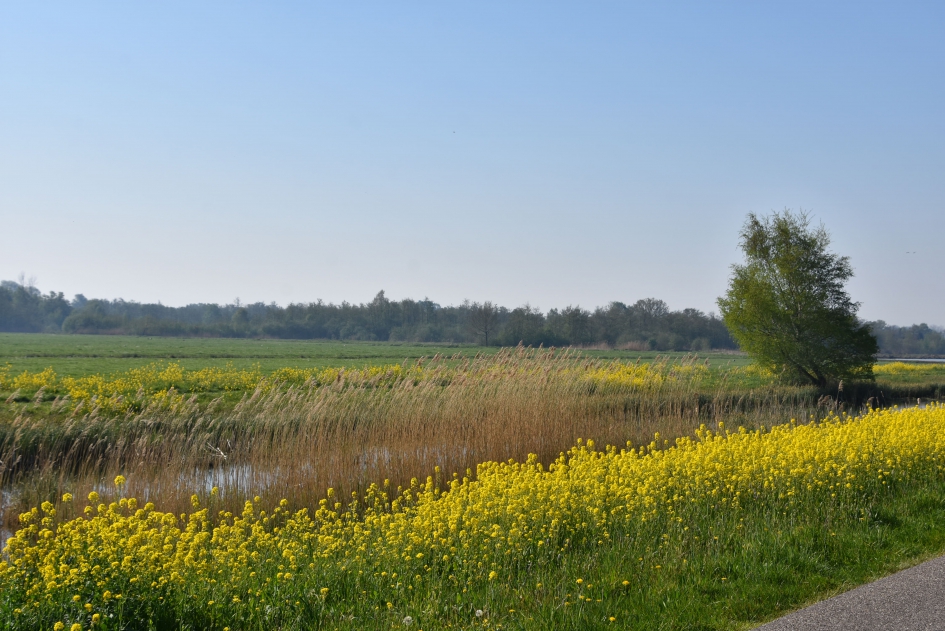 Koolzaad - Weer en landschap - 