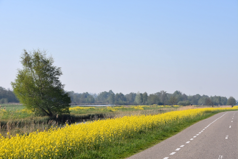 Koolzaad - Weer en landschap - 