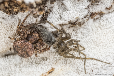 Krabspin met prooi...