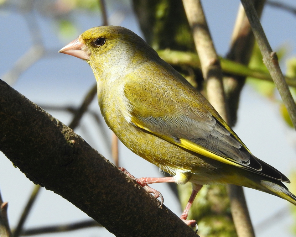 Krachtige persoonlijkheid - Vogels - Groenling