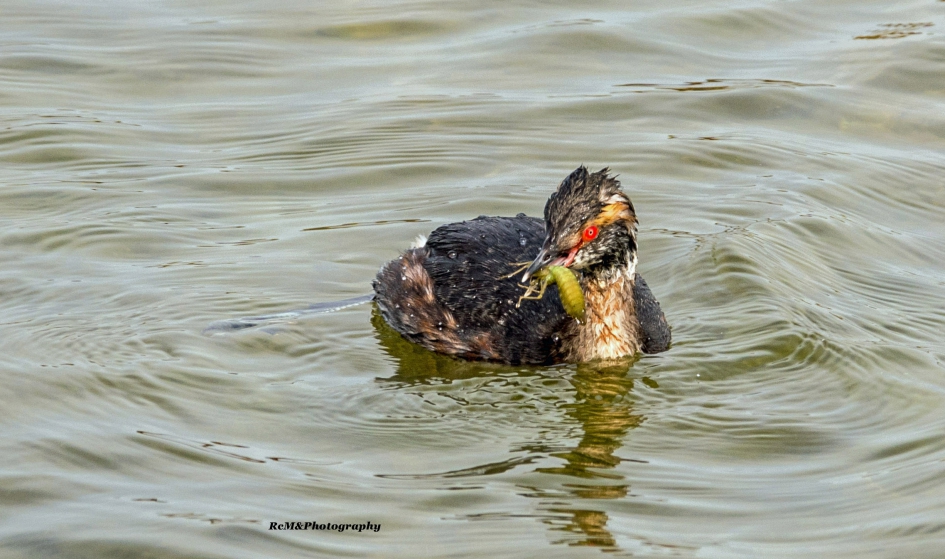 Kuifduiker. - Vogels - Kuifduiker.