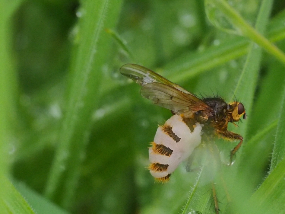 Laat zijn sporen na.... - Geleedpotigen - De ziekte entemopthora