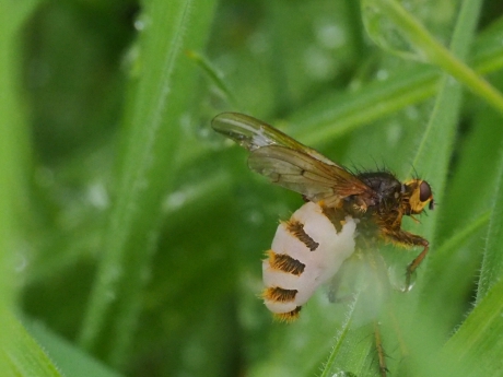 Laat zijn sporen na....