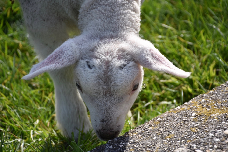 Lammetje - Zoogdieren - 