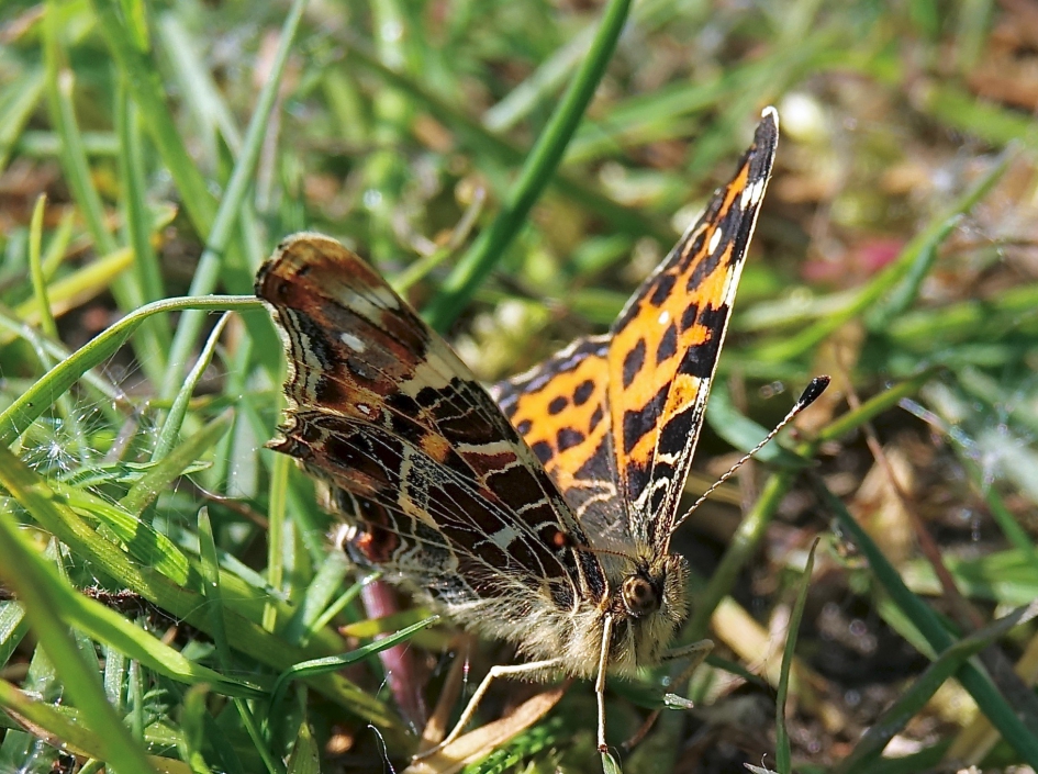 Landkaartje - Geleedpotigen - Landkaartje