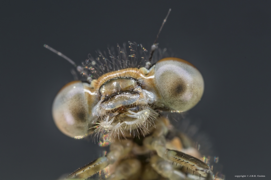 Lantaarntje (Ischnura elegans) - Geleedpotigen - Lantaarntje