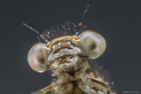 Lantaarntje (Ischnura elegans)