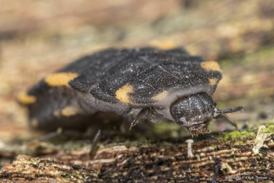 larve Viervlekschimmelvreter - Geleedpotigen - larve Viervlekschimmelvreter