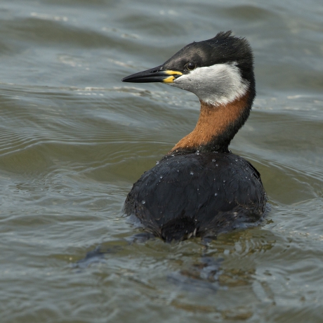 Lauwersoogcontact ...