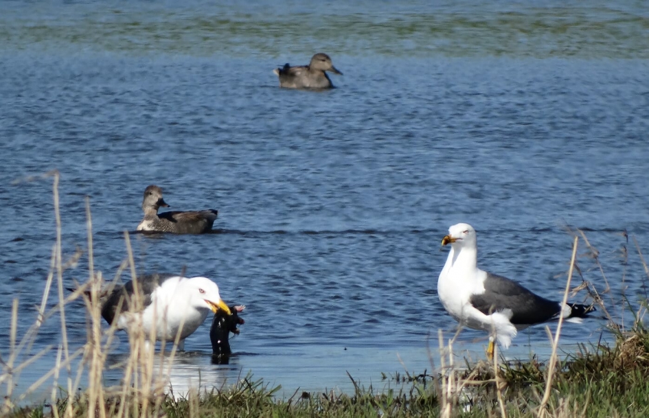 lekker molletje - Vogels - Kleine mantelmeeuw
