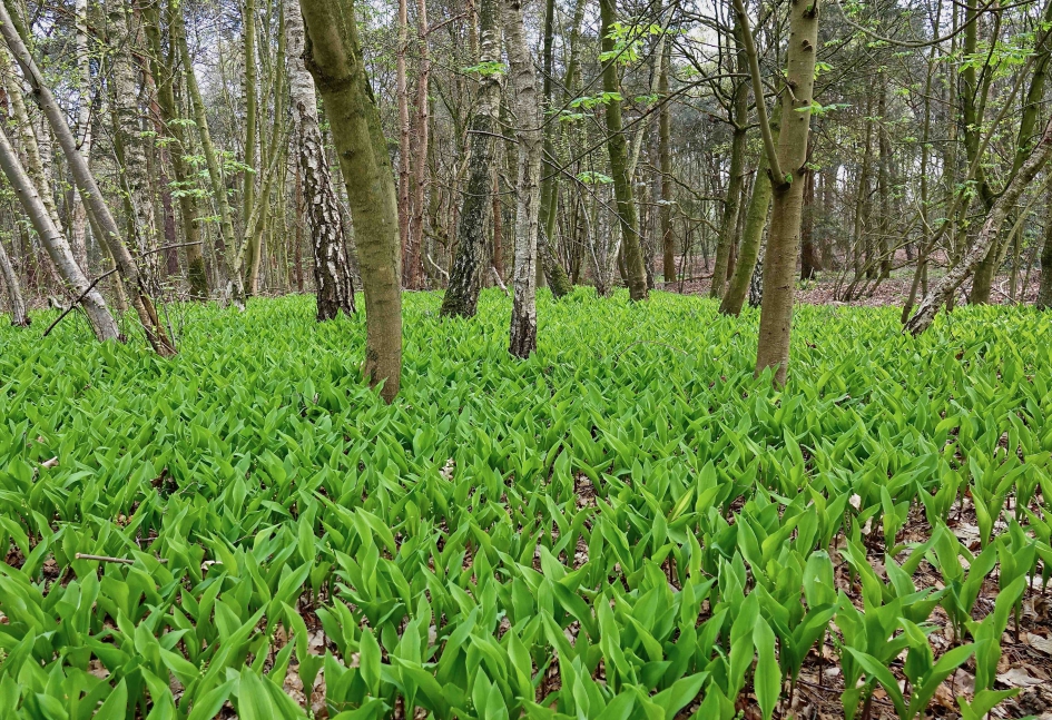 Lelietjes der Dalen - Planten - 