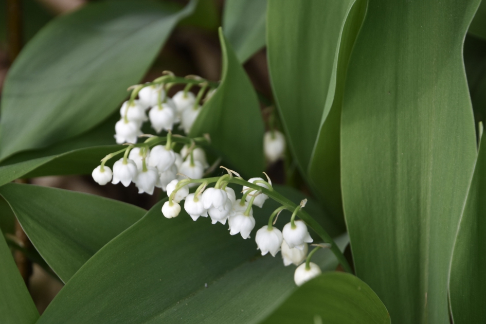 Lelietjes van dalen al in bloei - Planten - 