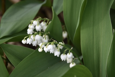 Lelietjes van dalen al in bloei