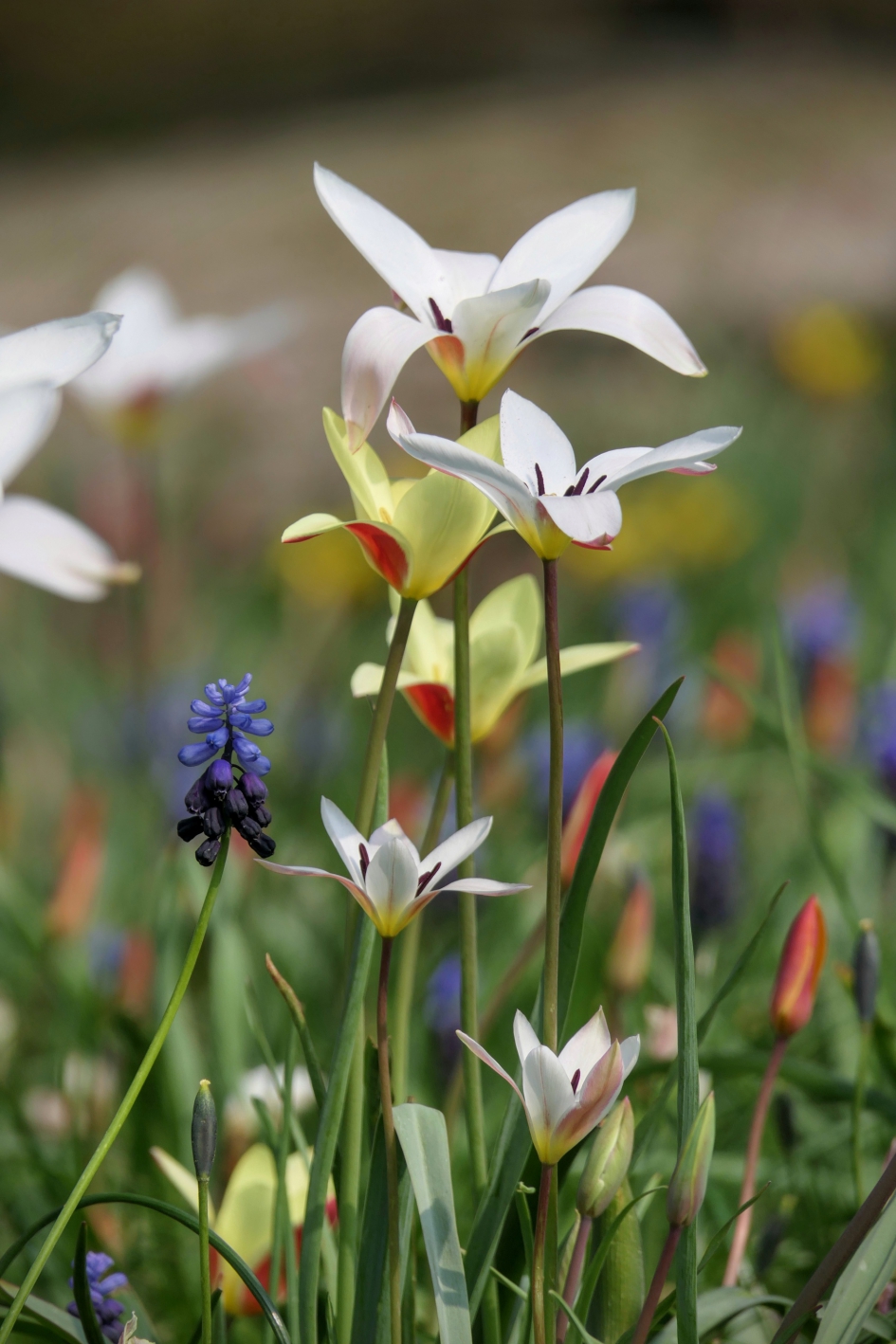 "Lentefeest" - Planten - Blauw druifje, Tulpjes
