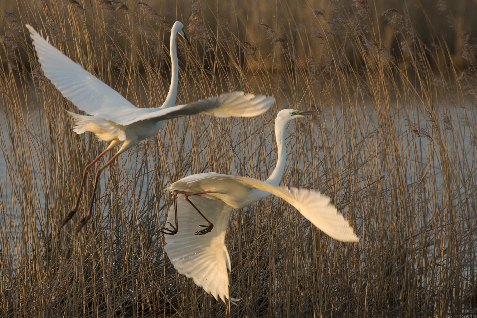 Lentekriebels ... - Vogels - Grote Zilverreiger