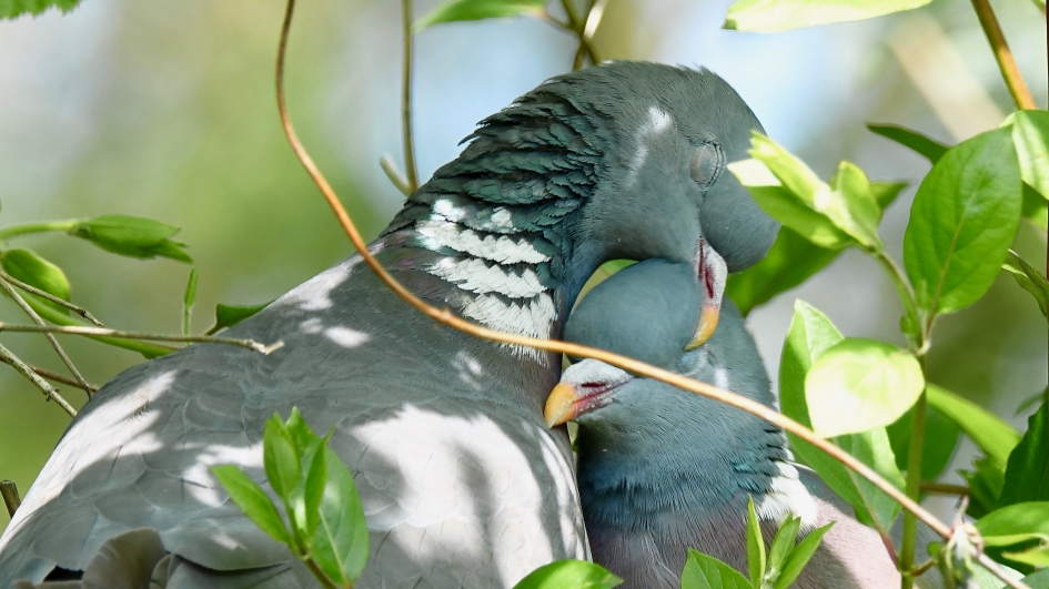 Liefdespaartje tussen de Kamperfoelie - Vogels - Houtduif