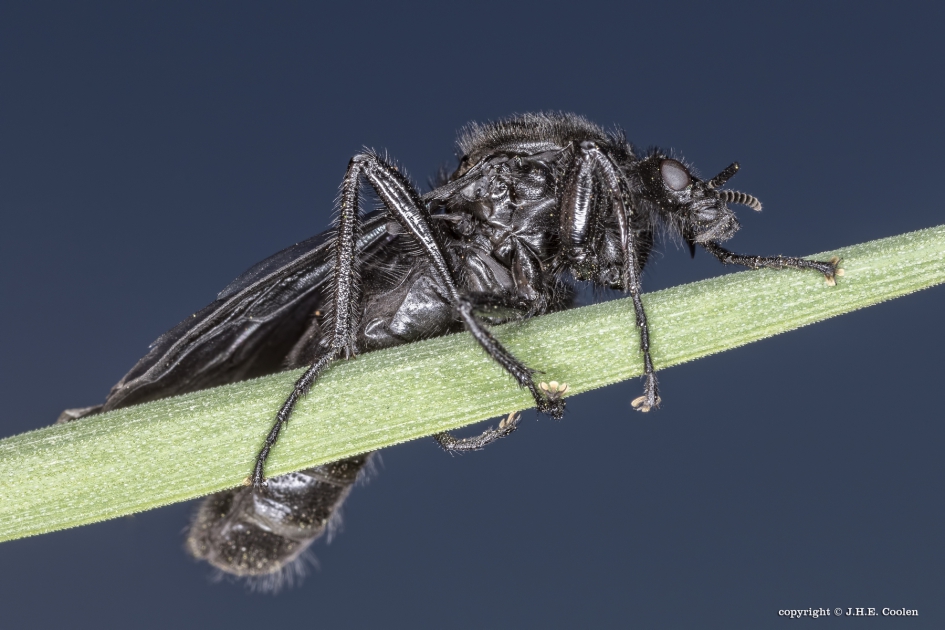 Maartse vlieg (Bibio marci) - Geleedpotigen - Maartse vlieg