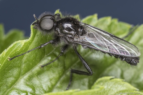 Maartse vlieg (Bibio marci)