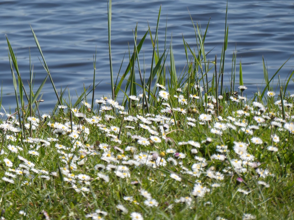 Madeliefjes - Planten - 