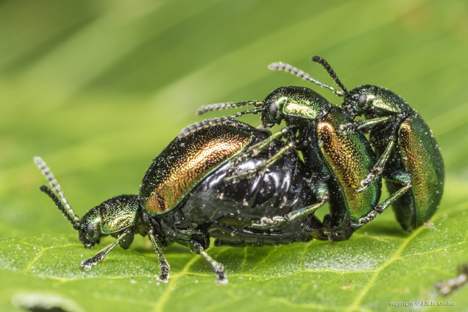 Mag het ietsjes meer zijn.... - Geleedpotigen - Groen zuringhaantje