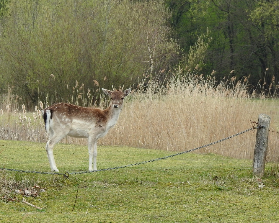 Mag ik hier over ?! - Zoogdieren - Damhert