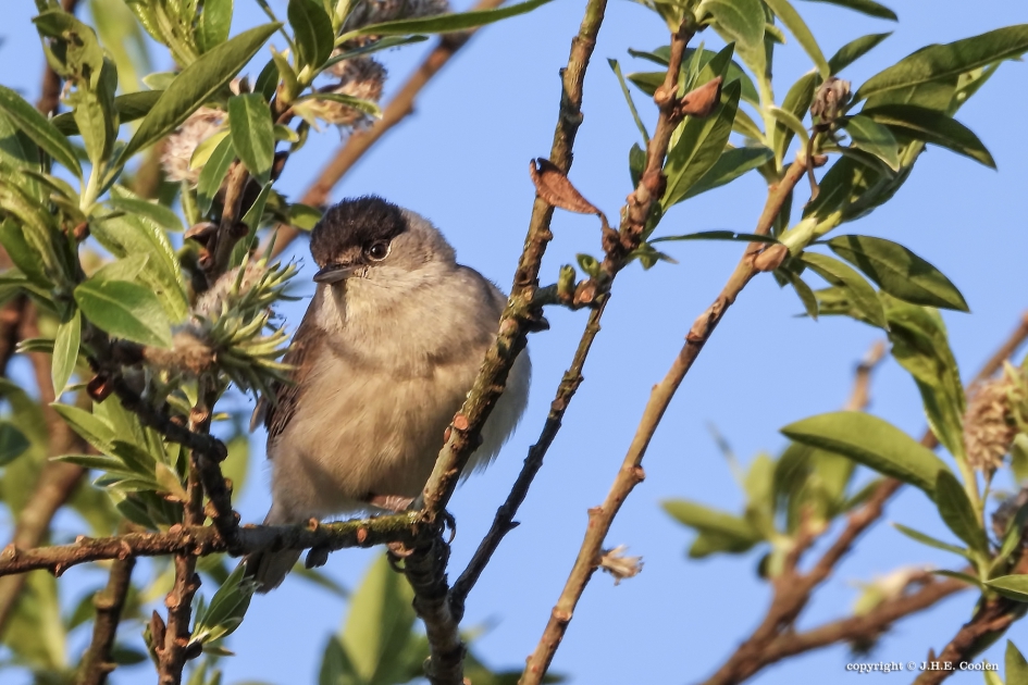Zwartkop - Vogels - Zwartkop