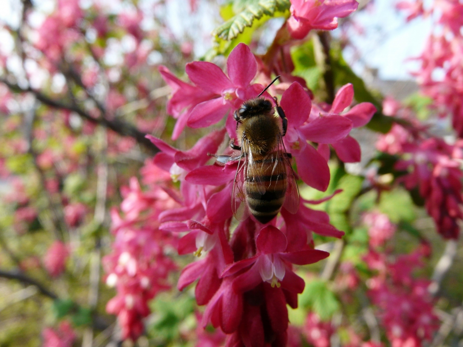 Maya de bij. - Geleedpotigen - Bij