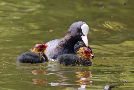 Meerkoet met kuikens