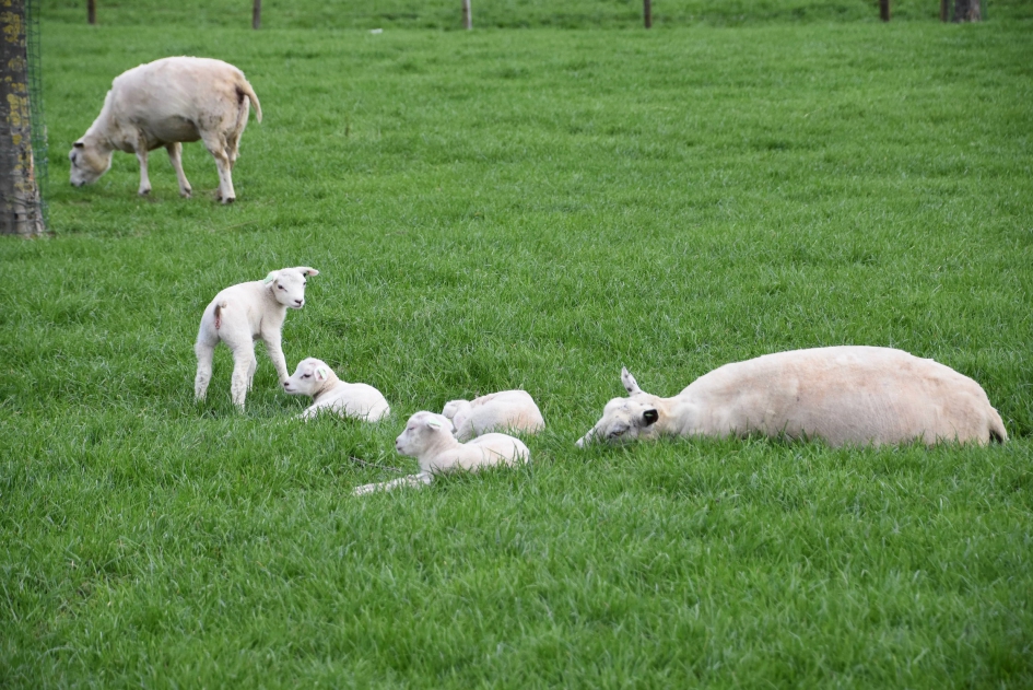 Meerlingen - Zoogdieren - 