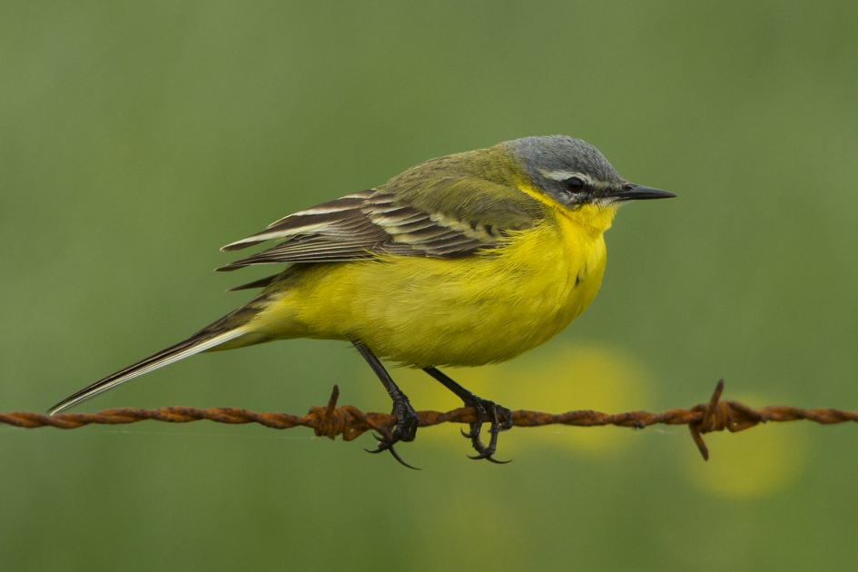 Mellow Yellow ... - Vogels - Gele kwikstaart