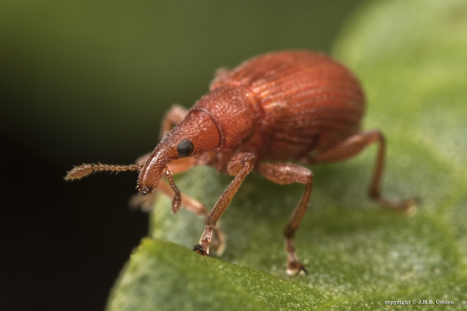 Menierode Zuringspitsmuisje (Apion frumentarium) - Geleedpotigen - Menierode Zuringspitsmuisje