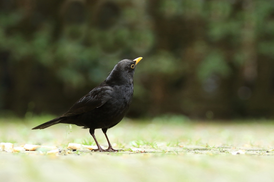 merel -m- - Vogels - merel