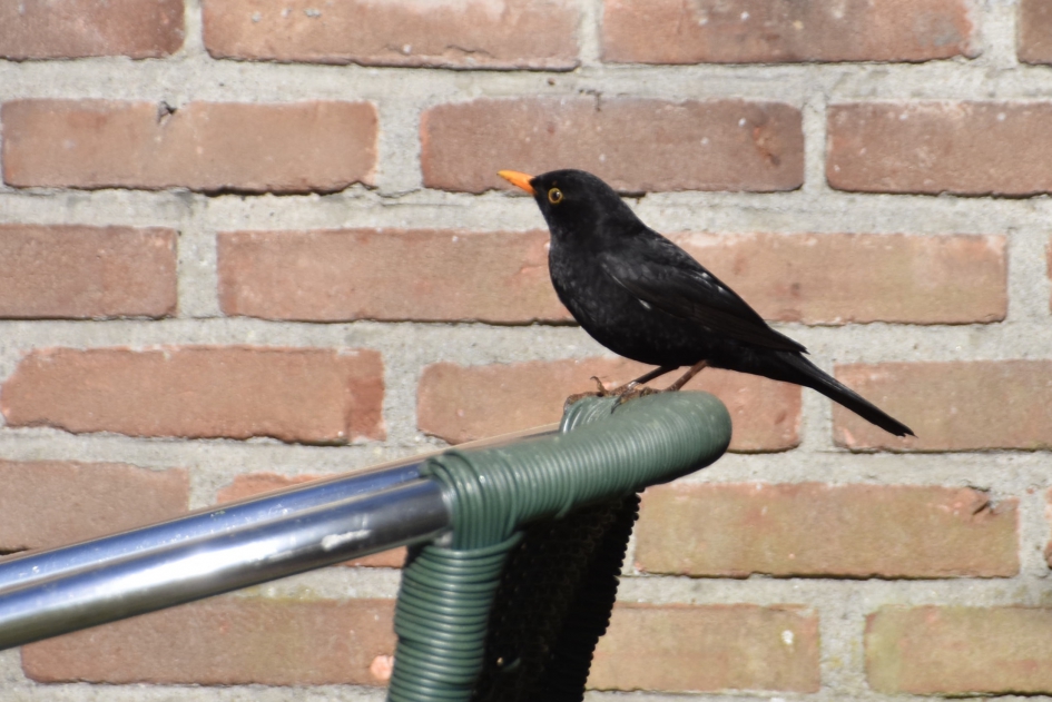 Merel - Vogels - 