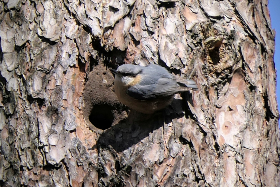 "Metselwerk" - Vogels - Boomklever