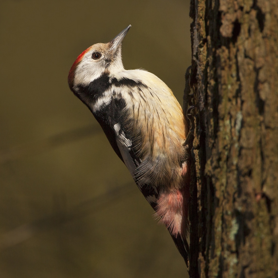 Middelste - Vogels - Middelste Bonte Specht