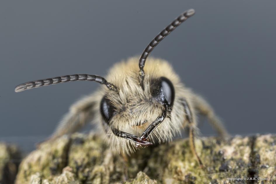 Mijn gereedschap - Geleedpotigen - Zandbij