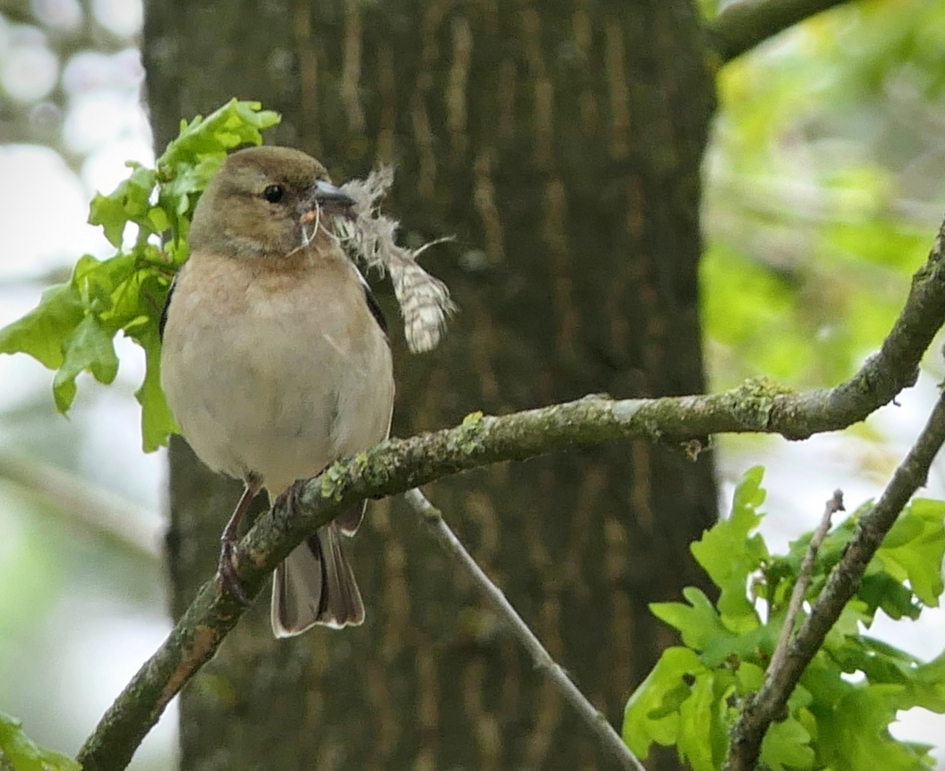 Mijn huis is nog niet af. - Vogels - Vink