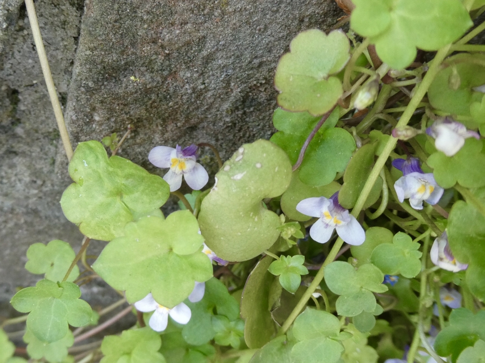 Muurleeuwenbek - Planten - 