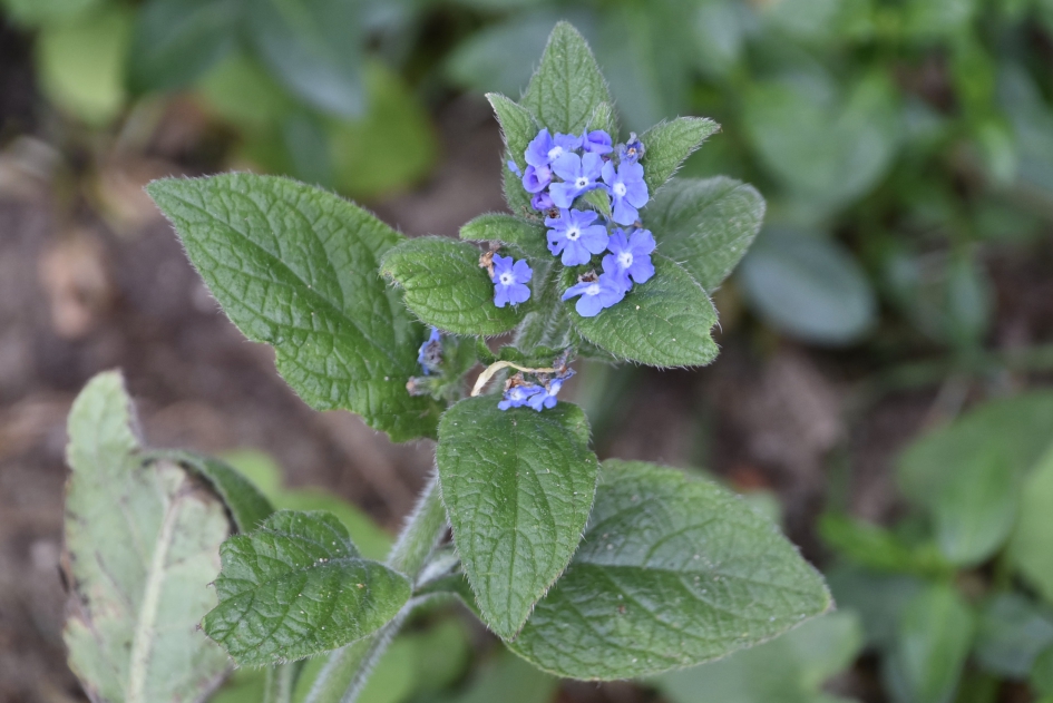 Overblijvende ossentong - Planten - 