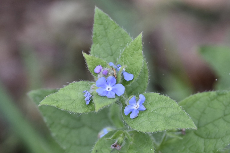 Overblijvende ossentong - Planten - 